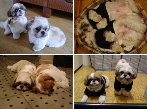 �{���ƃM��