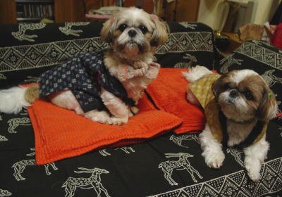 �{���ƃM��