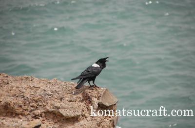 アフリカのカラス