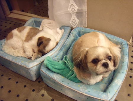 7歳になったボンとギン